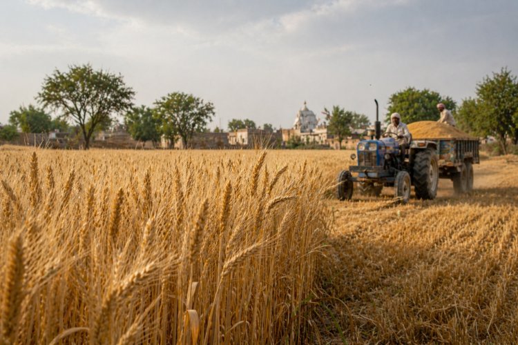 केंद्र सरकार का दावा: प्रतिकूल मौसम के बावजूद गेहूं उत्पादन की स्थिति मजबूत