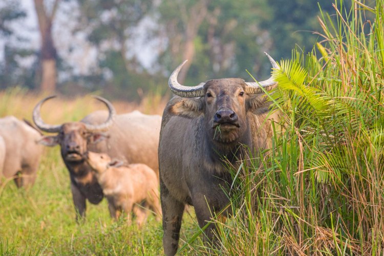 कान्हा में लौटेंगी जंगली भैंसें: काजीरंगा से शुरू हो रहा ट्रांसलोकेशन