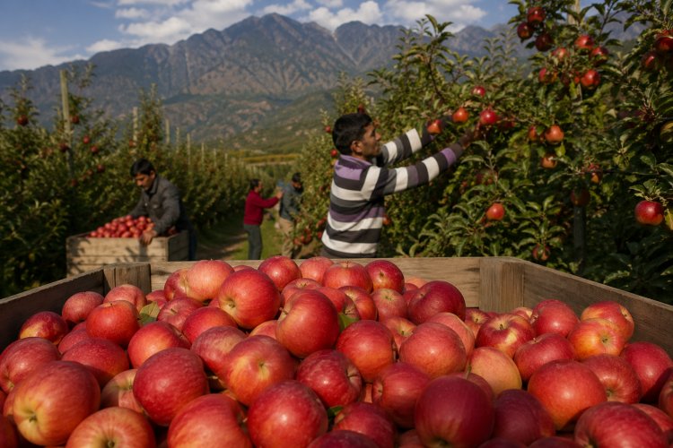 न्यूजीलैंड के साथ एफटीए ने बढ़ाई सेब बागवानों की चिंता, प्रीमियम बाजार में बढ़ेगी प्रतिस्पर्धा