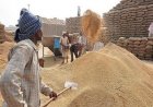 मध्य प्रदेश में अब तक 44 लाख टन गेहूं की सरकारी खरीद