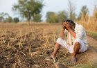 भारत में हर घंटे एक किसान या खेत मजदूर की आत्महत्या, महाराष्ट्र में सबसे ज्यादा मामले