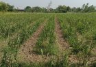 हरियाणा: चौड़ी कतारों में गन्ना बुवाई पर किसानों को मिलेगा 5000 रुपये प्रति एकड़ का प्रोत्साहन