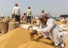 गेहूं किसानों पर डबल मार, पहले मौसम से फसल खराब फिर सरकारी खरीद ने किया निराश, रिकॉर्ड उत्पादन के दावों पर भी सवाल