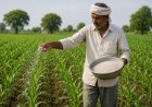 उर्वरक कंपनियों ने बढ़ाए कॉम्प्लेक्स उर्वरकों के दाम, 2450 रुपये तक पहुंची एनपीके की कीमतें
