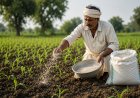 मध्यप्रदेश में उर्वरकों की नई दरें तय, पिछले साल 1720 रुपये में बिका एनपीके अब 2450 रुपये में मिलेगा