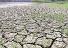 वित्त मंत्रालय ने खरीफ फसलों पर अल नीनो के खतरे को लेकर चेताया, लेकिन मजबूत खाद्यान्न भंडार का भरोसा भी