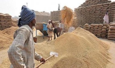 मध्य प्रदेश में अब तक 44 लाख टन गेहूं की सरकारी खरीद
