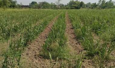 हरियाणा: चौड़ी कतारों में गन्ना बुवाई पर किसानों को मिलेगा 5000 रुपये प्रति एकड़ का प्रोत्साहन