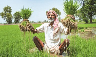 खरीफ फसलों के लिए एमएसपी घोषित, धान का समर्थन मूल्य 72 रुपए और मक्का का 10 रुपए बढ़ाया गया