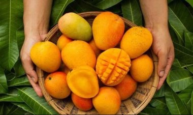 वैज्ञानिकों ने खोजा वह आदर्श तापमान जिस पर आम लंबे समय तक रह सकता है ताजा