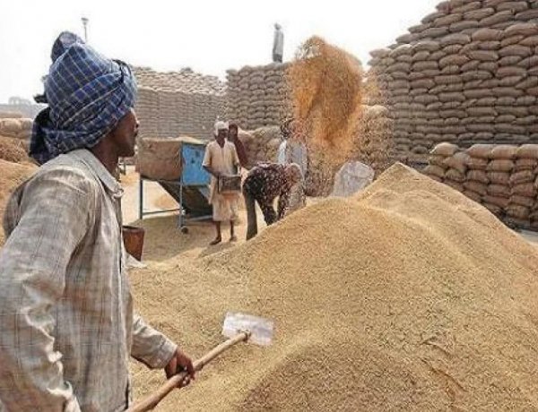 मध्य प्रदेश में अब तक 44 लाख टन गेहूं की सरकारी खरीद