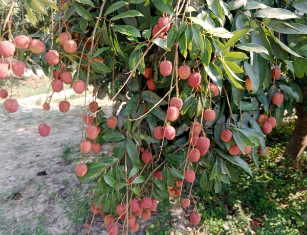 बिहार में लीची संकट, केंद्रीय कृषि मंत्री के निर्देश पर विशेषज्ञ टास्क फोर्स गठित