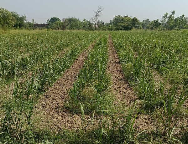 हरियाणा: चौड़ी कतारों में गन्ना बुवाई पर किसानों को मिलेगा 5000 रुपये प्रति एकड़ का प्रोत्साहन