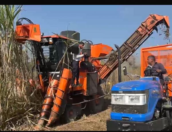 महाराष्ट्र में बढ़ी मशीन से गन्ना कटाई, लेकिन उत्तर प्रदेश क्यों पीछे?