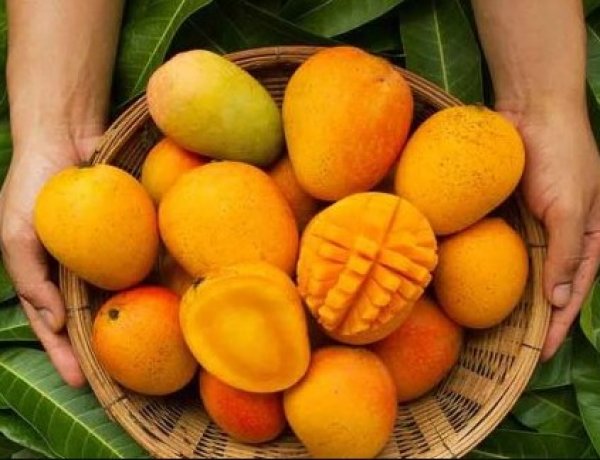वैज्ञानिकों ने खोजा वह आदर्श तापमान जिस पर आम लंबे समय तक रह सकता है ताजा