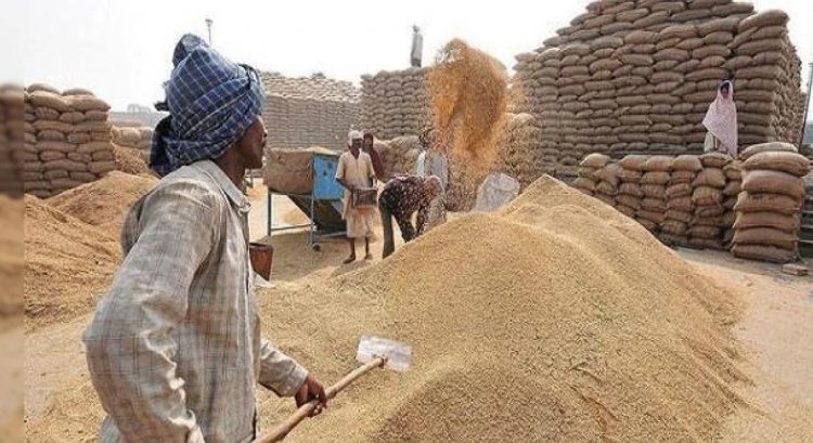 मध्य प्रदेश में अब तक 44 लाख टन गेहूं की सरकारी खरीद