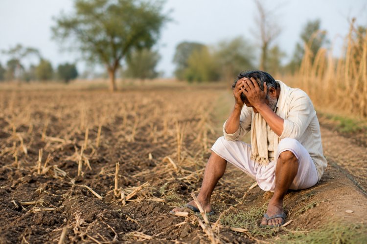 भारत में हर घंटे एक किसान या खेत मजदूर की आत्महत्या, महाराष्ट्र में सबसे ज्यादा मामले
