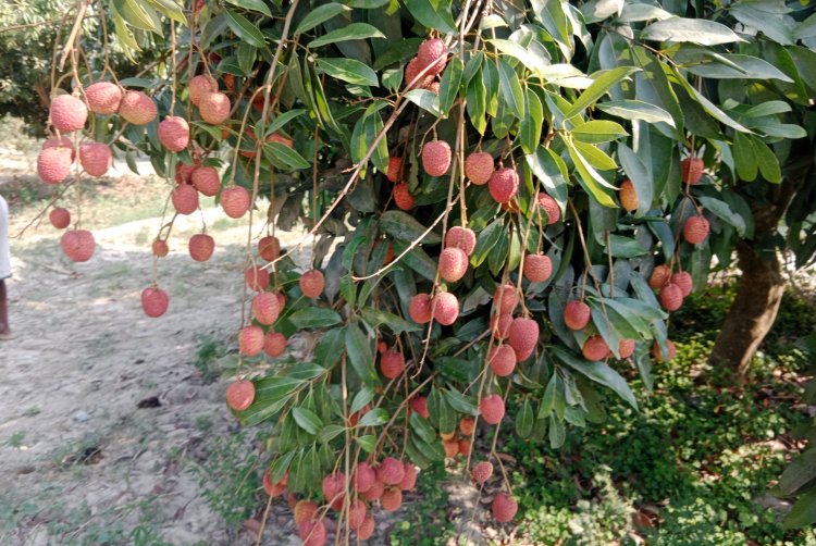बिहार में लीची संकट, केंद्रीय कृषि मंत्री के निर्देश पर विशेषज्ञ टास्क फोर्स गठित