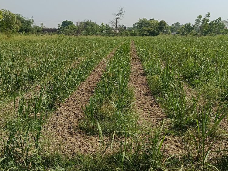 हरियाणा: चौड़ी कतारों में गन्ना बुवाई पर किसानों को मिलेगा 5000 रुपये प्रति एकड़ का प्रोत्साहन