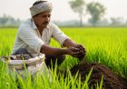 खाड़ी संकट के बीच किसानों ने जैविक खाद की खरीद तीन गुना से ज्यादा बढ़ाई