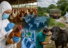 FMD जैसे पशु रोगों का बढ़ता खतरा: FAO ने रोकथाम के उपाय और वैश्विक प्रयास बढ़ाने पर जोर दिया