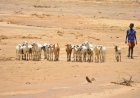 अल नीनो से सूखे का खतरा, FAO ने की सर्वाधिक जोखिम वाले क्षेत्रों की पहचान