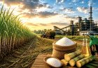 चीनी और इथेनॉल उत्पादन पर अल नीनो का खतरा, लगातार तीसरे साल खपत से कम रह सकता है चीनी उत्पादन