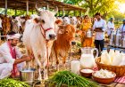 यूपी सरकार दो देसी गायों पर 80 हजार और 10 गायों की डेयरी पर 11.80 लाख रुपये तक का अनुदान देगी, जानिए कैसे उठाएं सब्सिडी का लाभ