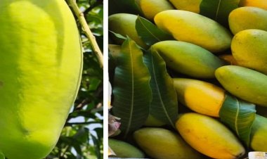 भारत से जारी है नेपाल को आम का निर्यात, प्रतिबंध की खबरों को कृषि मंत्रालय ने गलत बताया