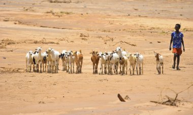 अल नीनो से सूखे का खतरा, FAO ने की सर्वाधिक जोखिम वाले क्षेत्रों की पहचान
