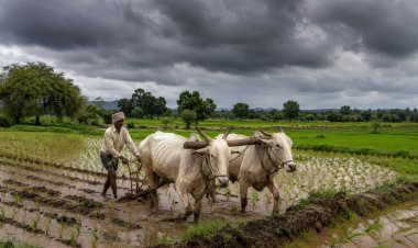 दो सप्ताह बाद मानसून ने पकड़ी रफ्तार, खेती के लिए राहत लेकिन बारिश में क्षेत्रीय असमानता