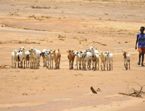 अल नीनो से सूखे का खतरा, FAO ने की सर्वाधिक जोखिम वाले क्षेत्रों की पहचान