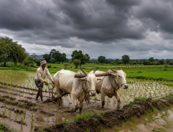 दो सप्ताह बाद मानसून ने पकड़ी रफ्तार, खेती के लिए राहत लेकिन बारिश में क्षेत्रीय असमानता