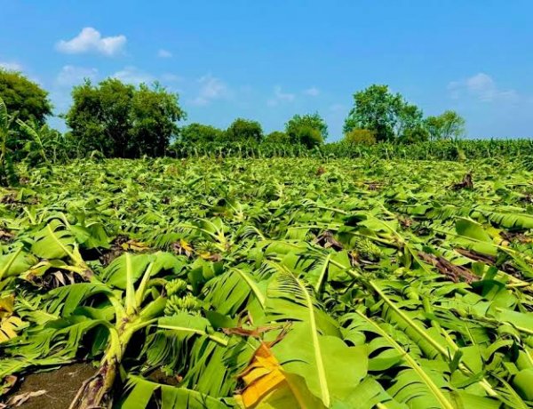 महाराष्ट्र में केले की फसल के नुकसान के सर्वे में देरी से किसान नाराज, बोले- एक महीने तक खेत कैसे खाली रखें