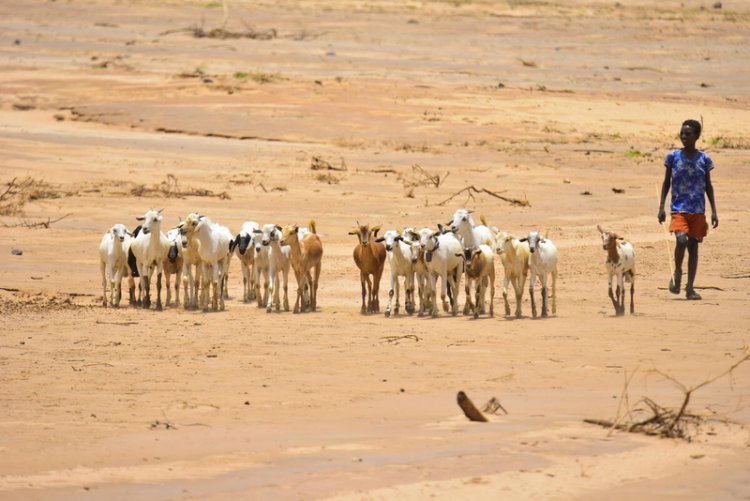 अल नीनो से सूखे का खतरा, FAO ने की सर्वाधिक जोखिम वाले क्षेत्रों की पहचान