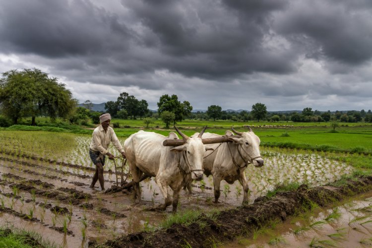 दो सप्ताह बाद मानसून ने पकड़ी रफ्तार, खेती के लिए राहत लेकिन बारिश में क्षेत्रीय असमानता
