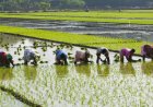 मध्य प्रदेश में धान की फसल पर भी मिलेगा भावांतर योजना का लाभ