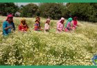 उत्तराखंड 'महक क्रांति नीति': सुगंधित फसलों की खेती के लिए किसानों को 80 फीसदी तक अनुदान