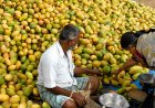 क्या है आंध्र प्रदेश का आम संकट? केंद्र ने भावांतर भुगतान को दी मंजूरी, विशेषज्ञ समिति गठित