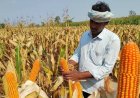 मक्का किसानों को कटाई के समय एमएसपी से कम भाव मिलने की आशंका, TNAU ने जारी किया अनुमान