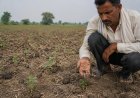 विदर्भ में सोयाबीन बीजों के खराब अंकुरण से किसान परेशान, आ सकती है दोबारा बुवाई की नौबत