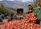 हिमाचल: सेब खरीद की MIS योजना को लेकर बागवान चिंतित, 30 बोरी की लिमिट और फार्मर आईडी अनिवार्य करने की तैयारी