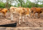 यमुना बाढ़ क्षेत्र में अवैध डेयरियों पर NGT सख्त, एमसीडी और डीपीसीसी से मांगी नई अनुपालन रिपोर्ट