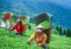 नगालैंड विश्वविद्यालय के अध्ययन में खुलासा: चाय बागान की मिट्टी और उत्पादन पर हो रहा जलवायु परिवर्तन का असर