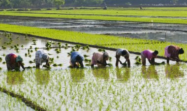 मध्य प्रदेश में धान की फसल पर भी मिलेगा भावांतर योजना का लाभ