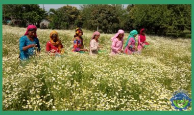 उत्तराखंड 'महक क्रांति नीति': सुगंधित फसलों की खेती के लिए किसानों को 80 फीसदी तक अनुदान