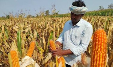 मक्का किसानों को कटाई के समय एमएसपी से कम भाव मिलने की आशंका, TNAU ने जारी किया अनुमान