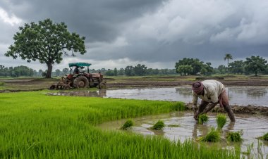 कमजोर मानसून से खरीफ बुवाई 16 फीसदी पिछड़ी, दलहन बुवाई 23 फीसदी कम