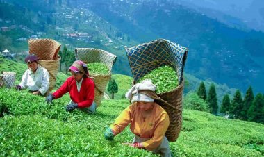 नगालैंड विश्वविद्यालय के अध्ययन में खुलासा: चाय बागान की मिट्टी और उत्पादन पर हो रहा जलवायु परिवर्तन का असर