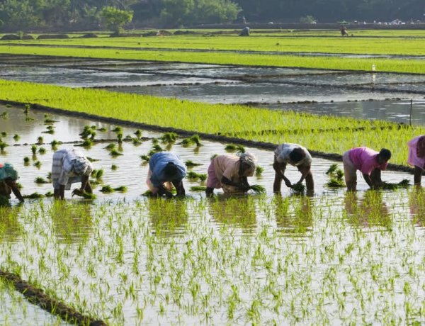 मध्य प्रदेश में धान की फसल पर भी मिलेगा भावांतर योजना का लाभ